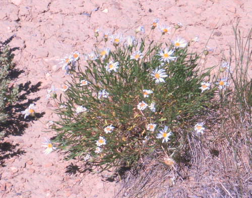 .Daisies in the Dessert.